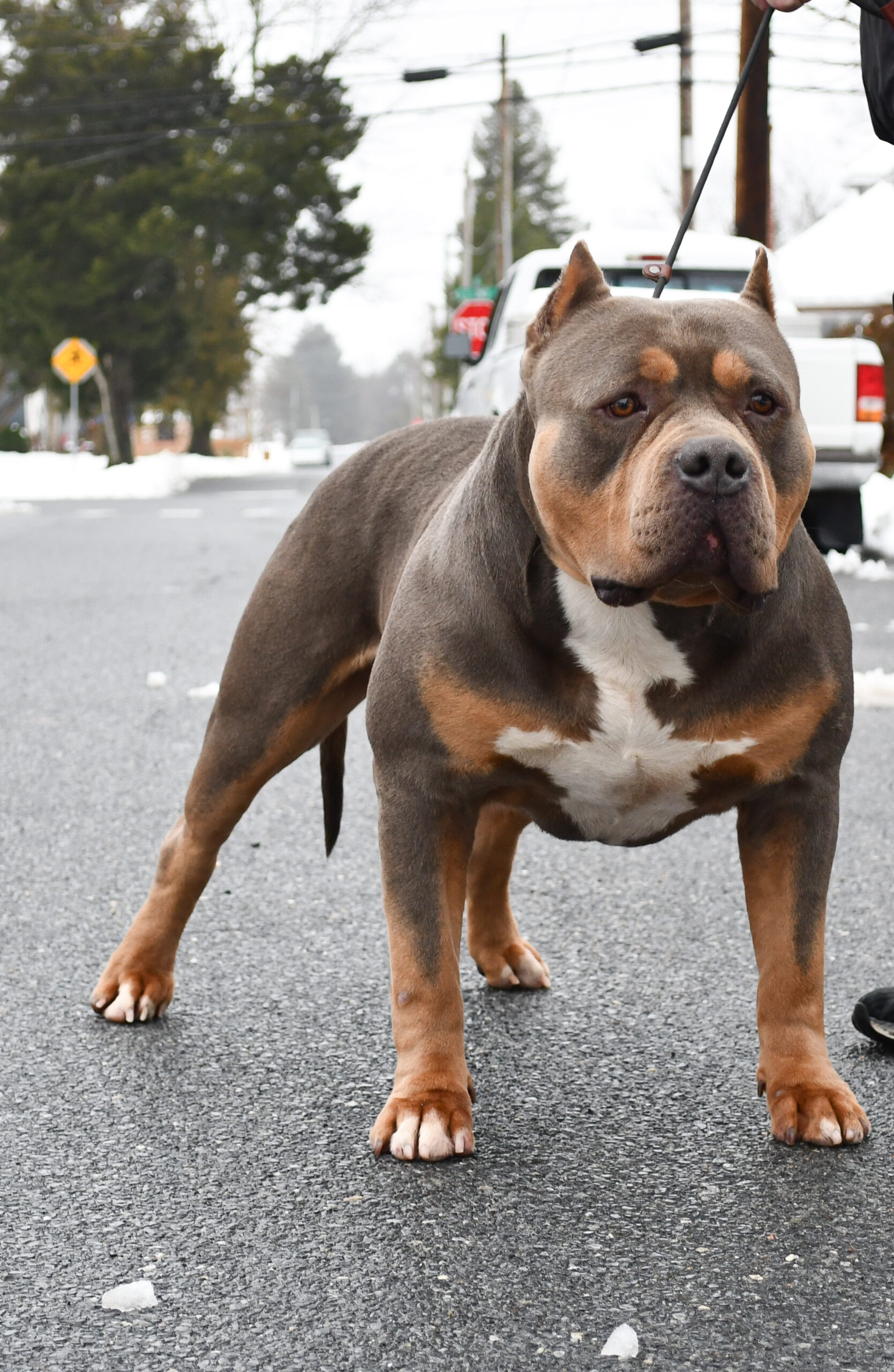 Dog Featured Image