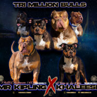 Tri Million Bulls – CH KIPLING X KHALEESI
