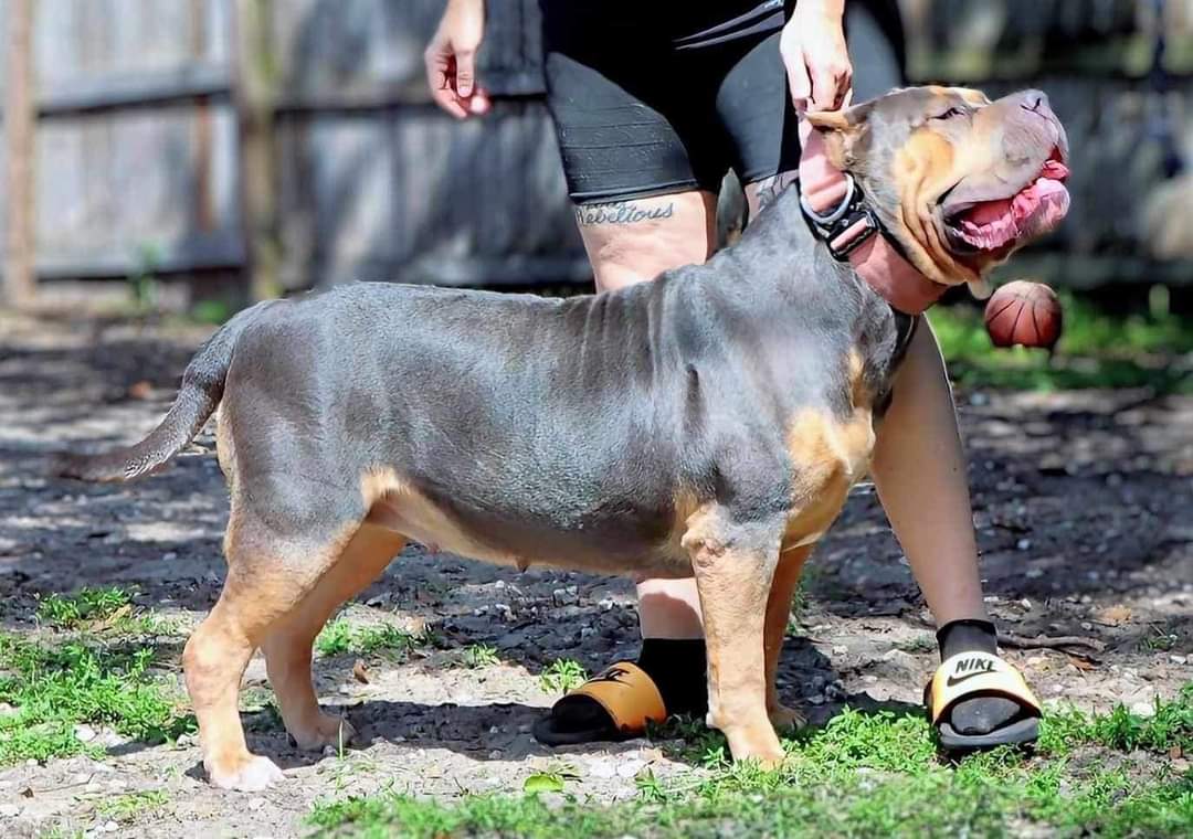Dog Featured Image