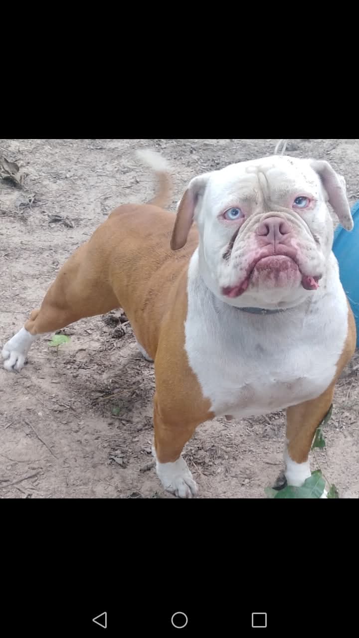 Dog Featured Image