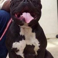 RBG Maximus