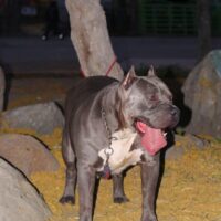 Sb Jordana of Mister bully Kennel