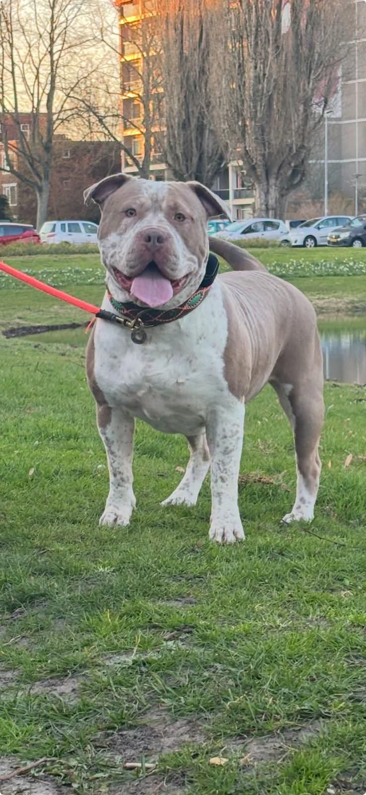 Dog Featured Image