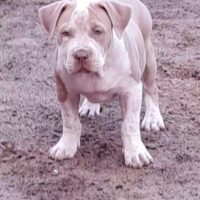 The Real Untouchable Bully,s Melina
