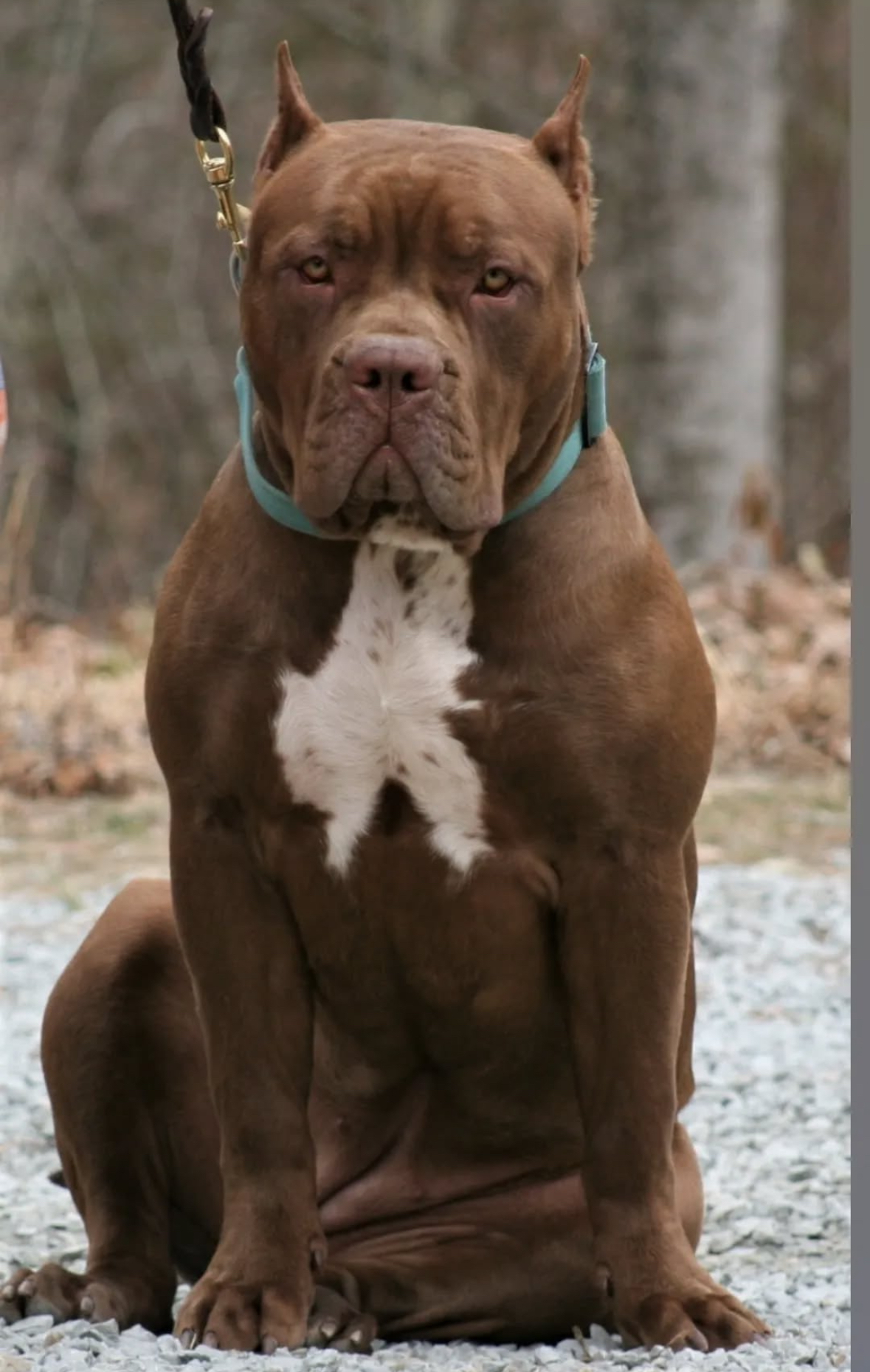 Dog Featured Image
