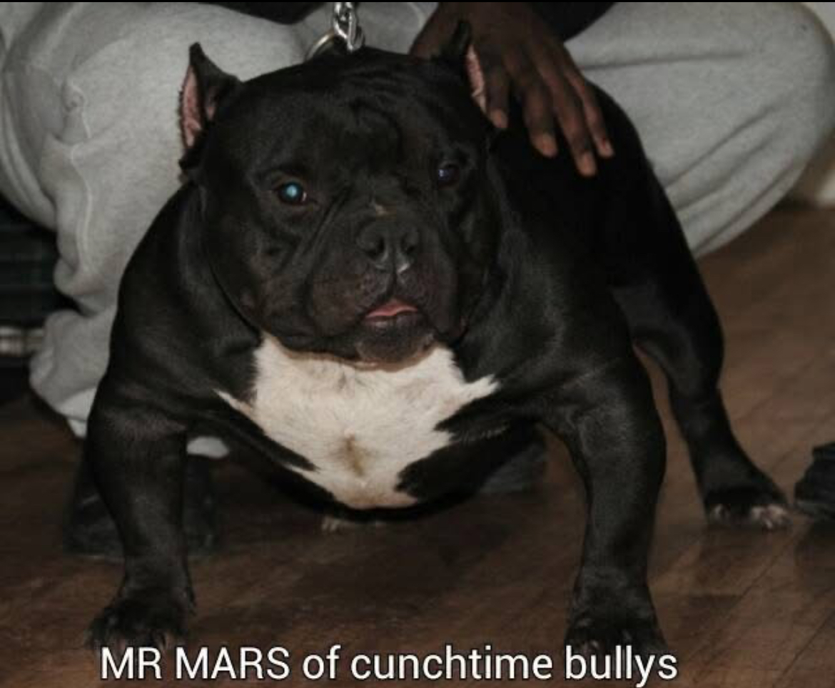 Dog Featured Image