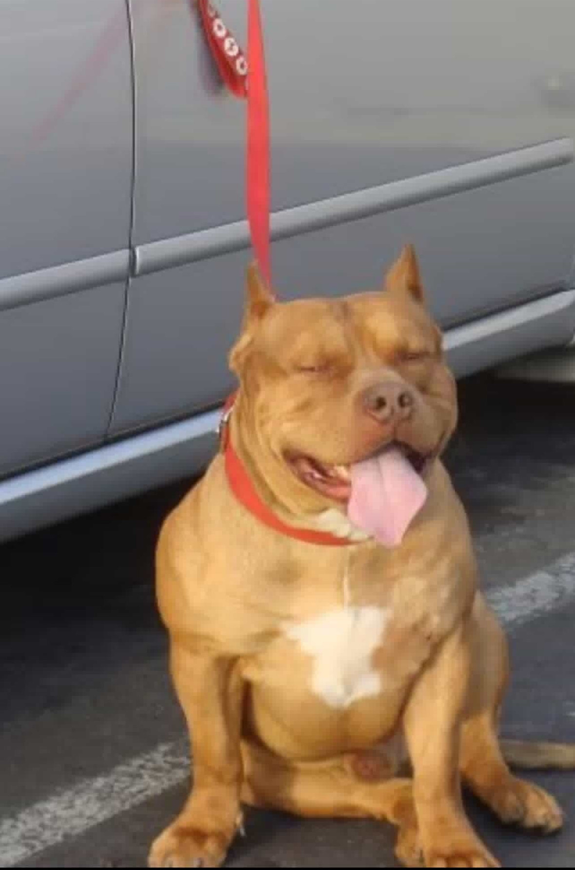 Dog Featured Image