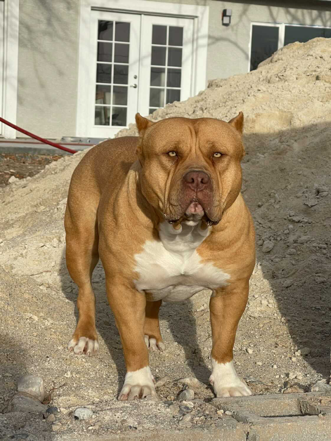 Dog Featured Image