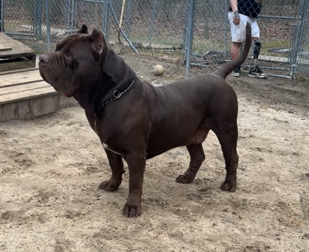 Dog Featured Image