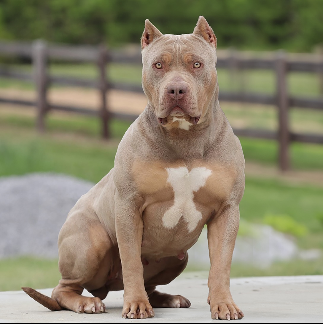 Dog Featured Image