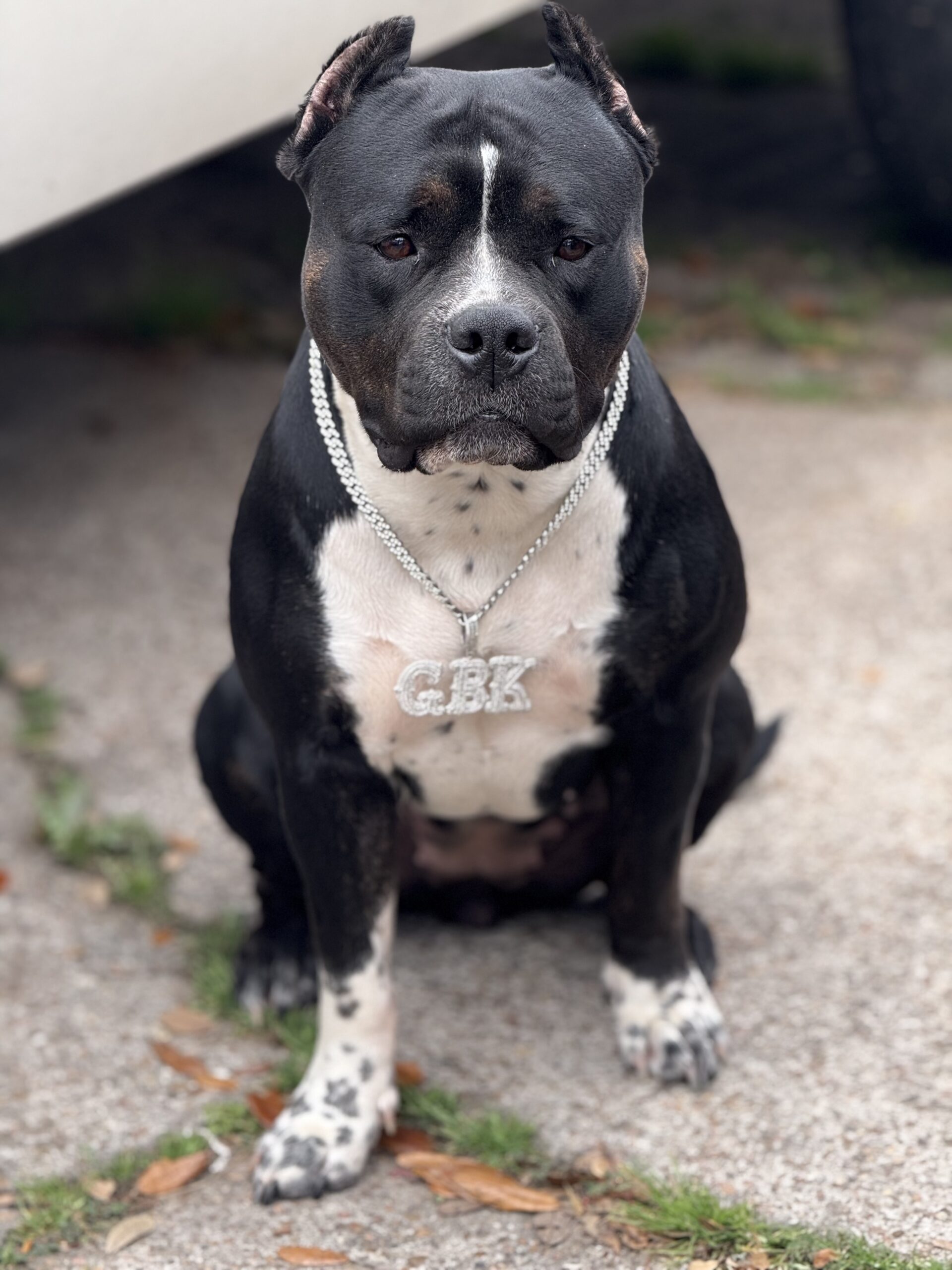 Dog Featured Image
