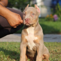 Taurusline’s itty Bitty Syrus