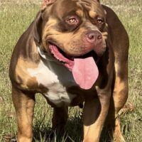 Dog Featured Image