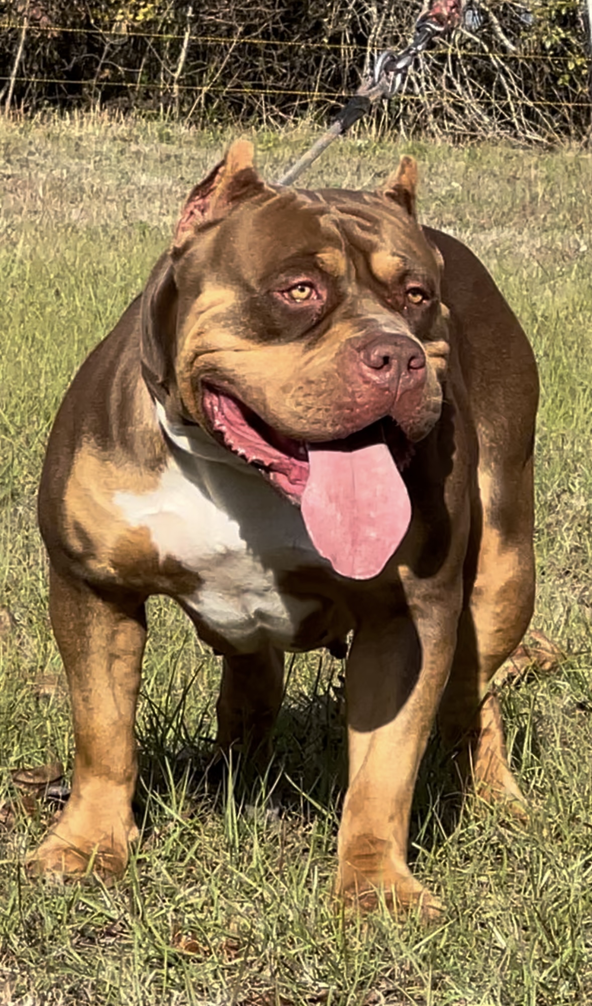 Dog Featured Image