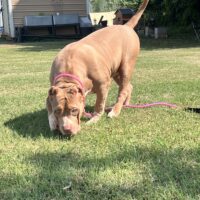 Trucking Bully Kennels Bonita