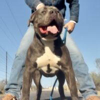 Thoraria American Bully Tank