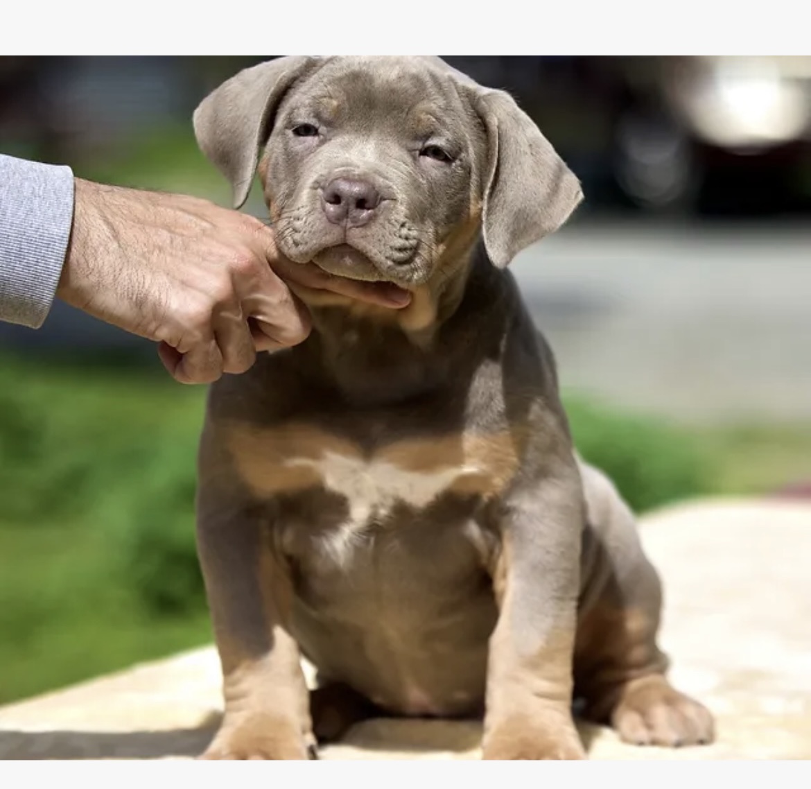 Dog Featured Image