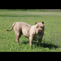 TLB NALA OF XENITHKENNELS