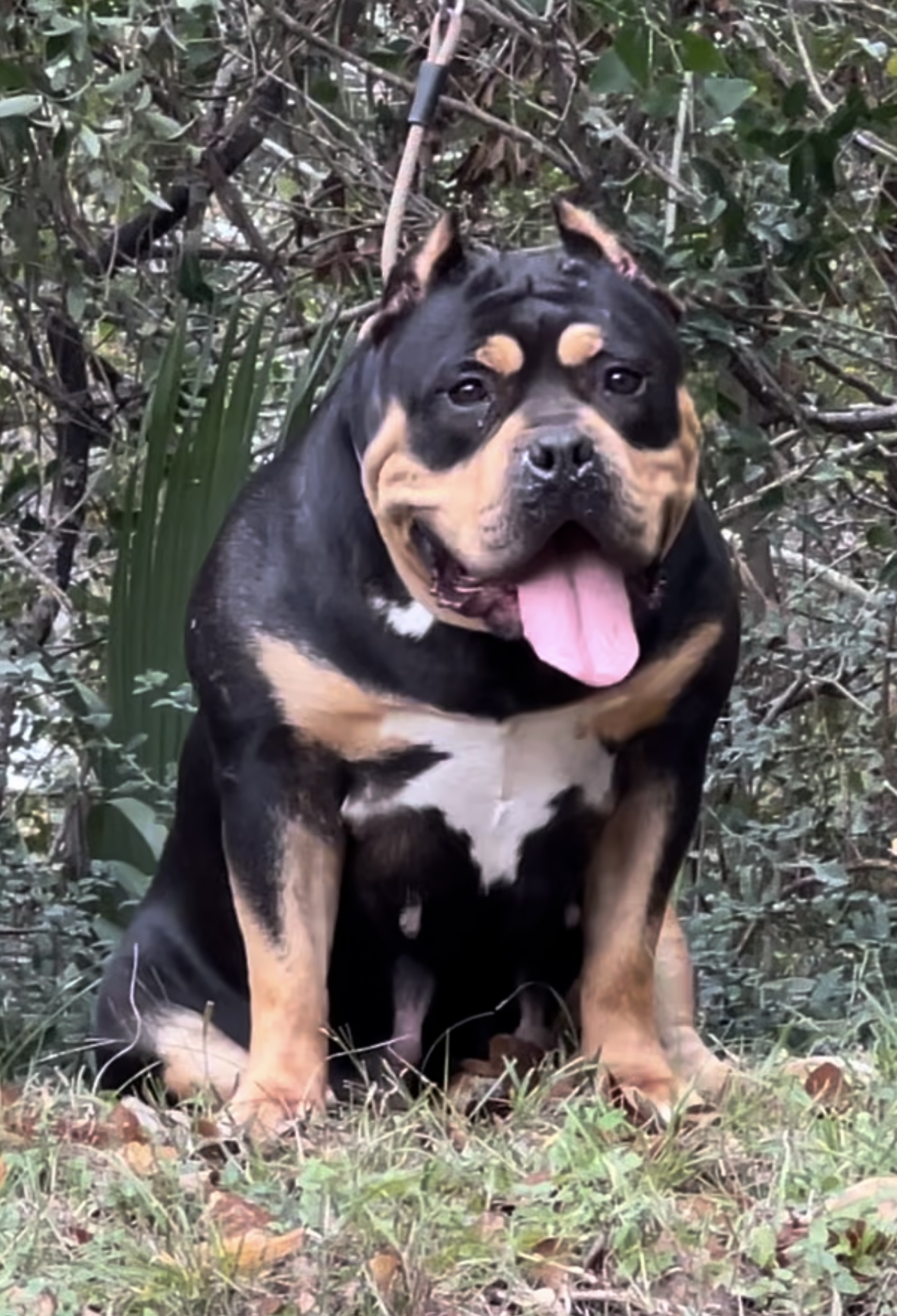 Dog Featured Image