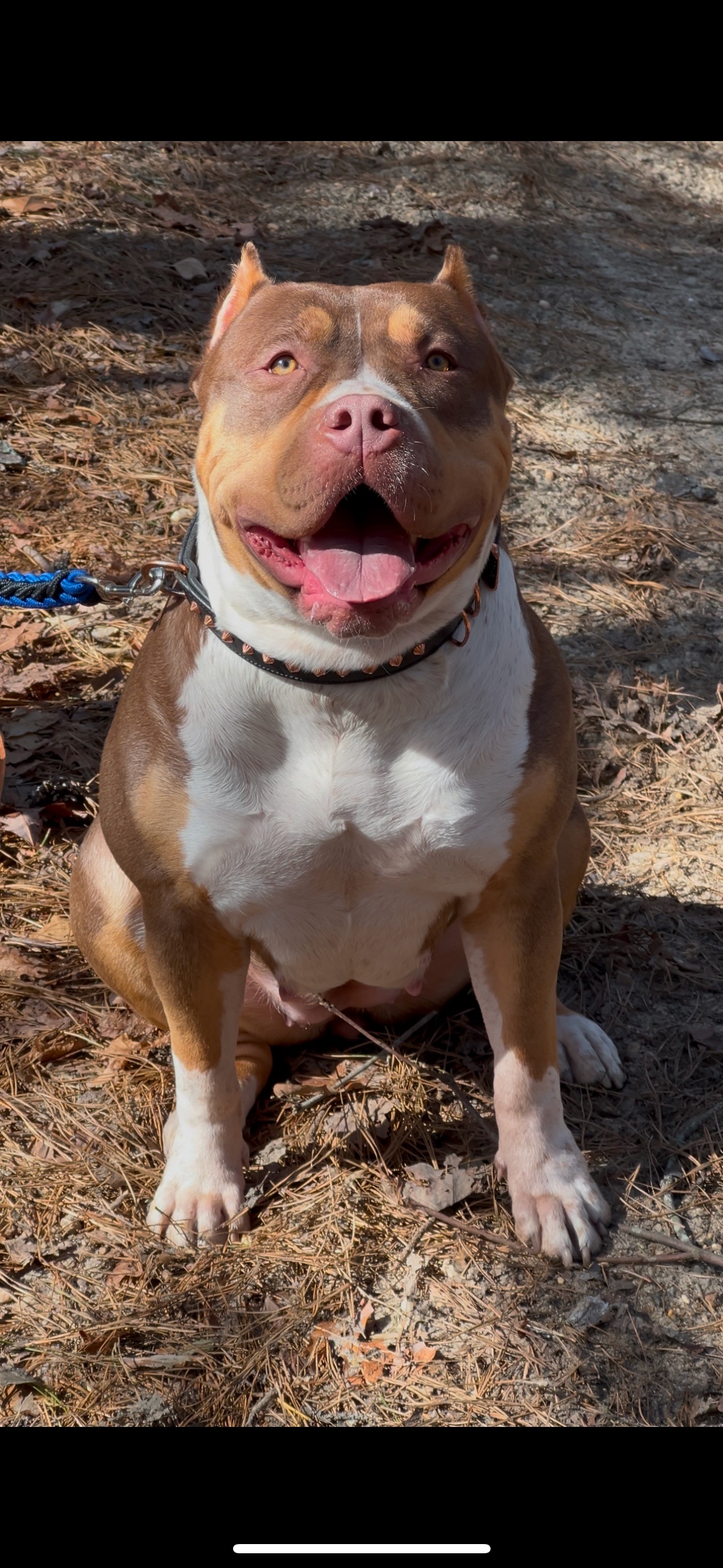 Dog Featured Image
