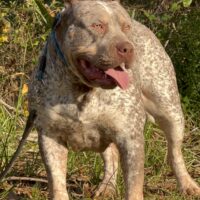 TEXAS PLAYMATE