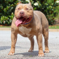 Real Bullies Top Tyr