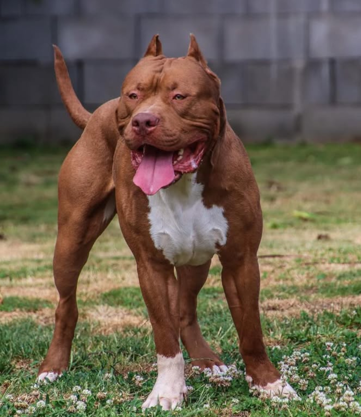 Dog Featured Image
