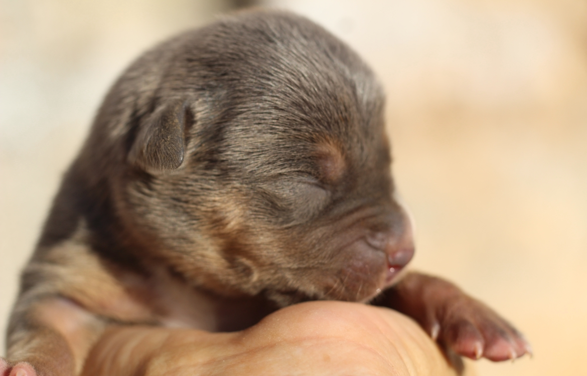 Dog Featured Image