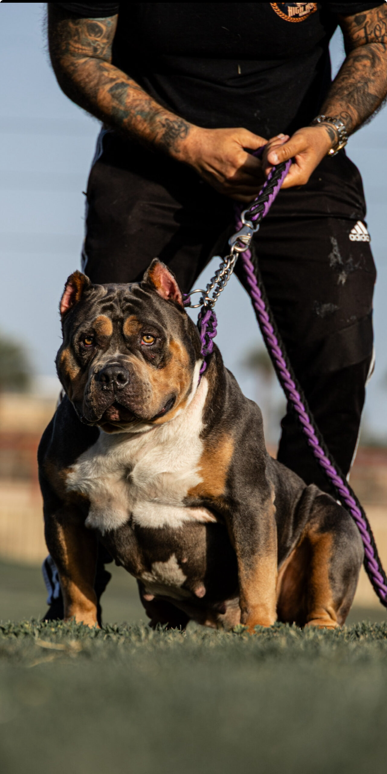 Dog Featured Image