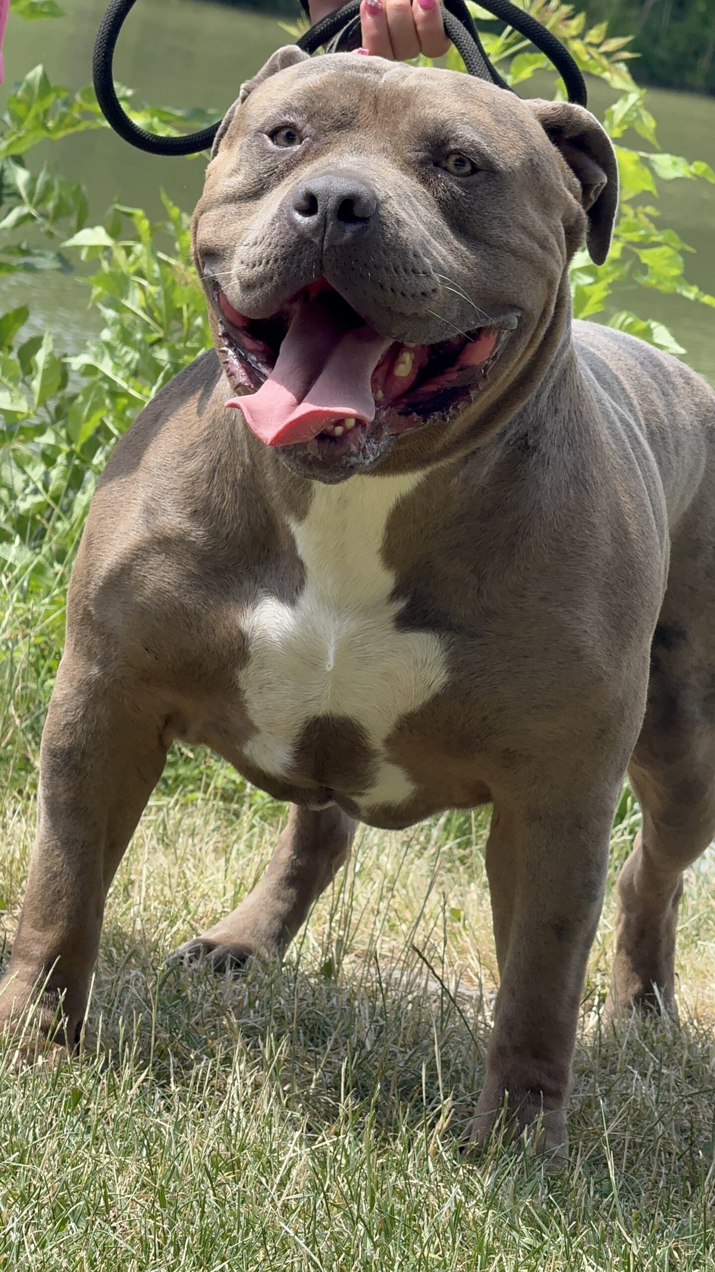 Dog Featured Image