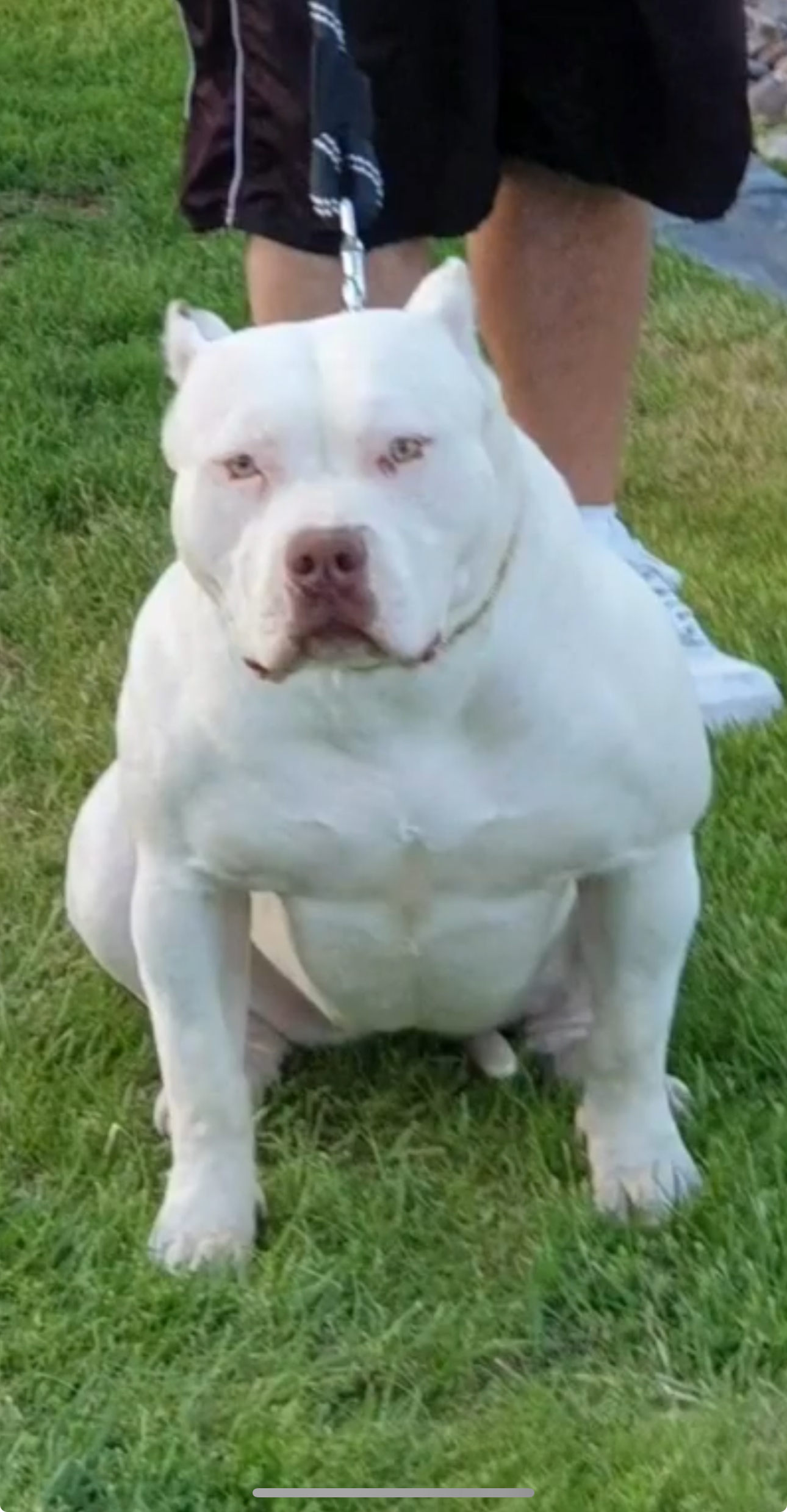 Dog Featured Image