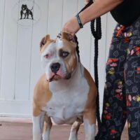 Team Hamilton’s Samara
