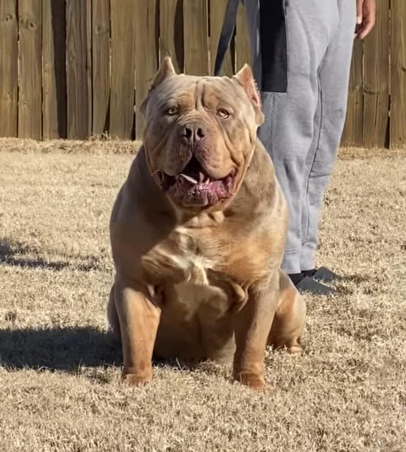 Dog Featured Image