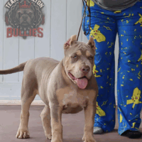 Dog Featured Image