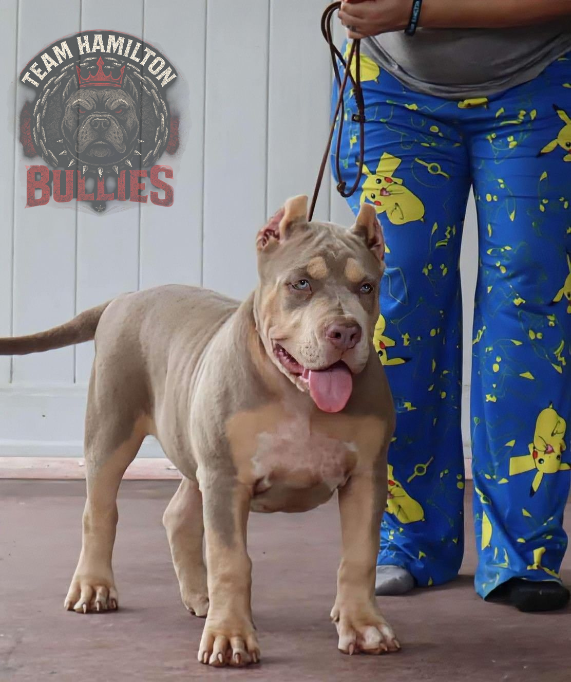 Dog Featured Image