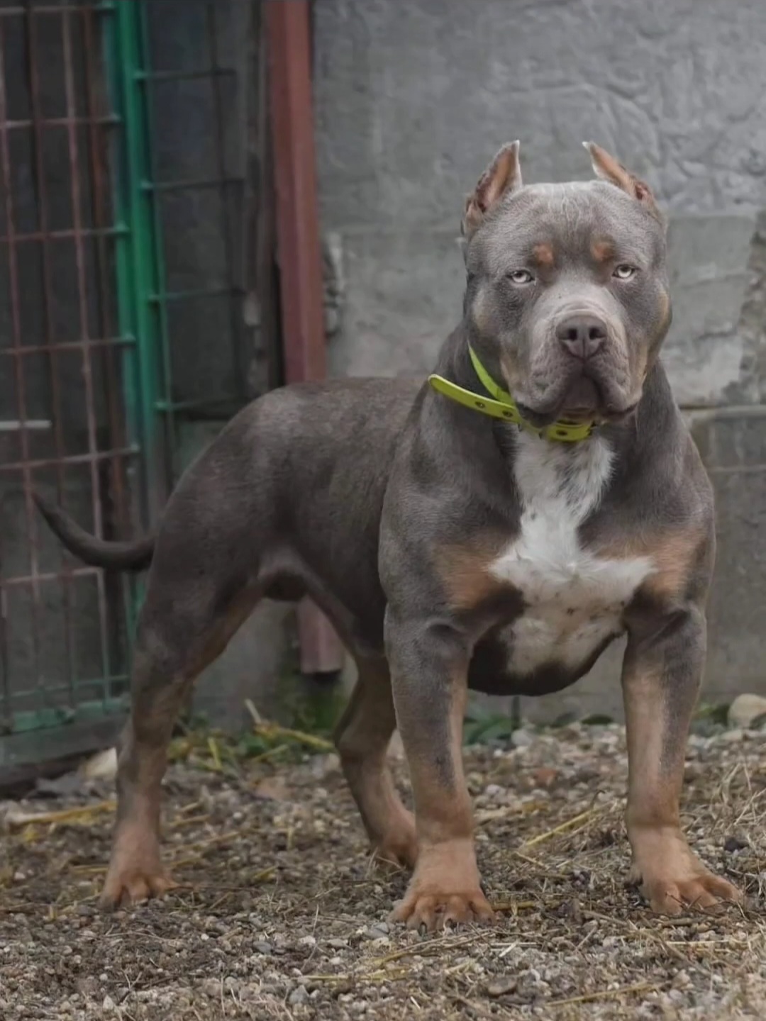 Dog Featured Image