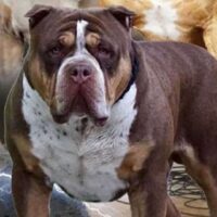 RRB Bubba