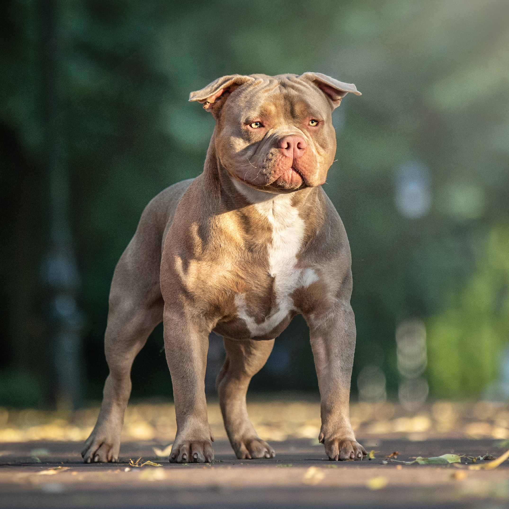 Dog Featured Image