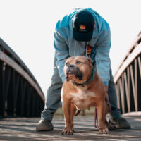 Tnb Warla Shark of BullyLIT kennels