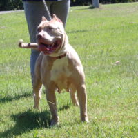 Dog Featured Image