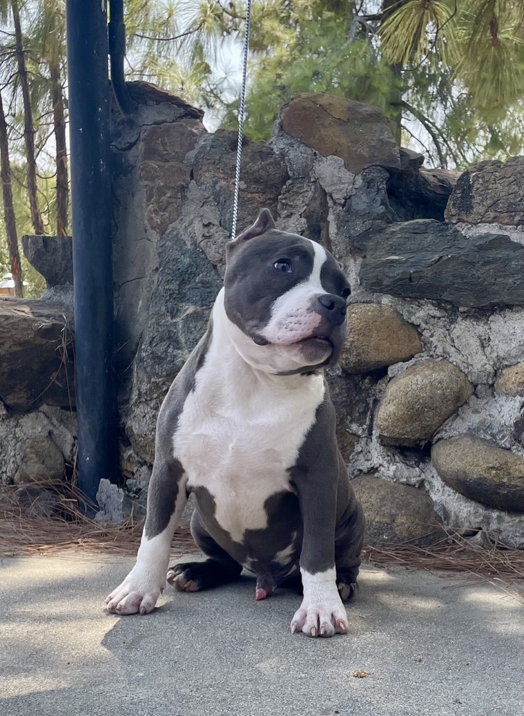 Dog Featured Image
