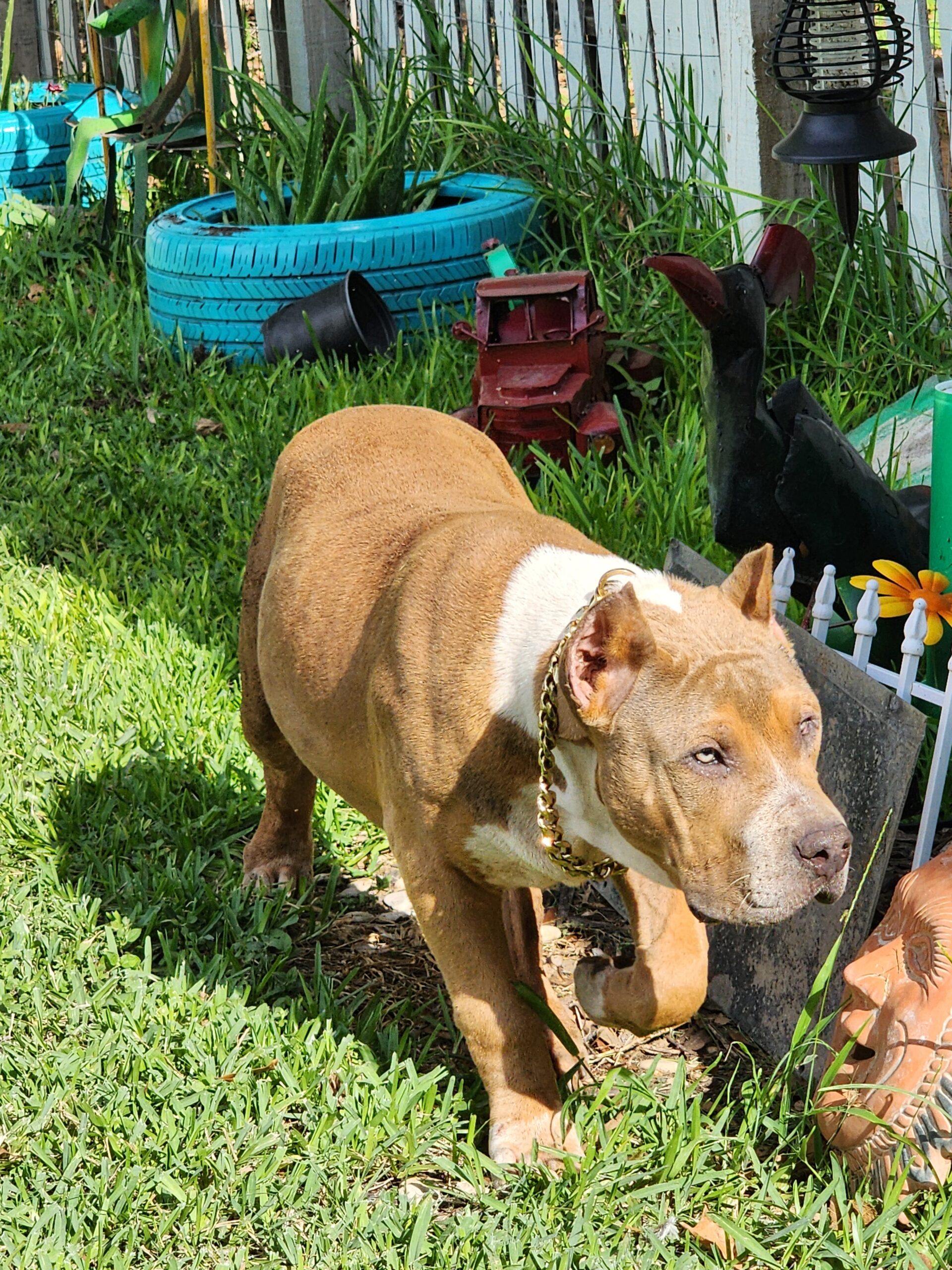 Dog Featured Image