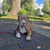 Raw Bullys Lola