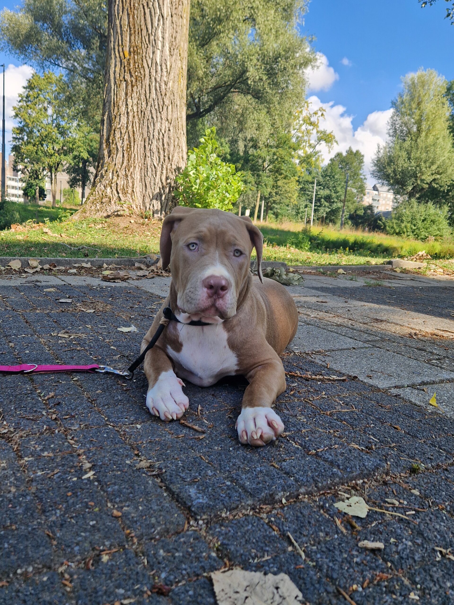 Dog Featured Image