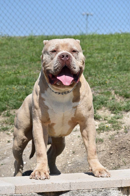 Dog Featured Image