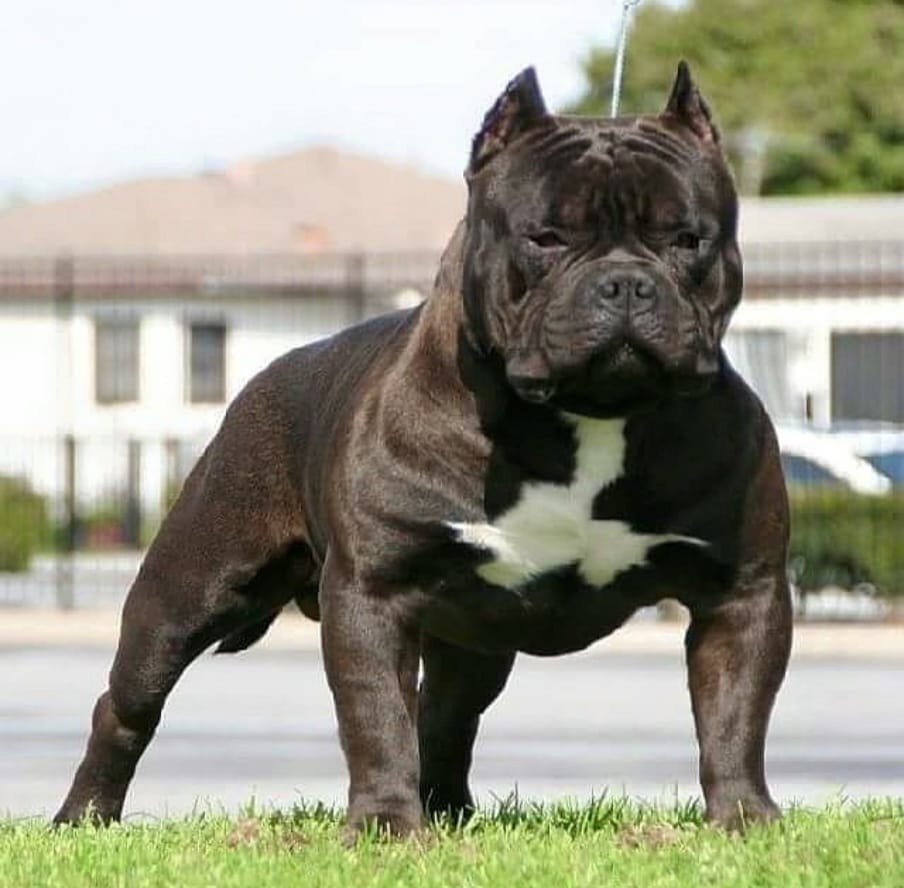 Dog Featured Image