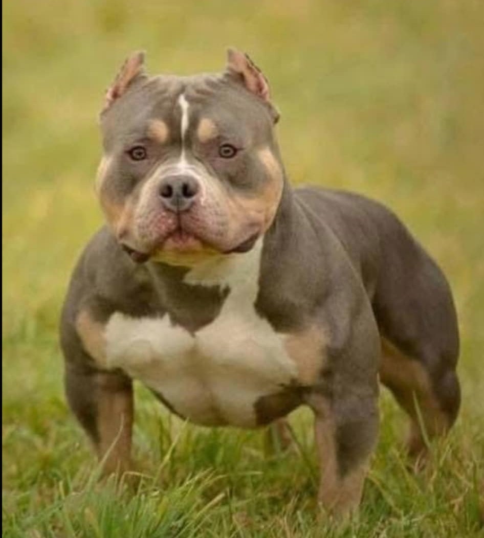Dog Featured Image