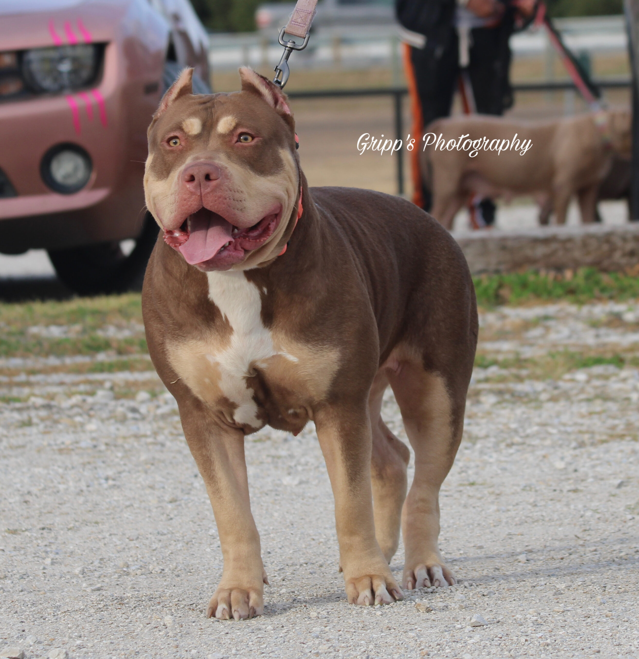 Dog Featured Image