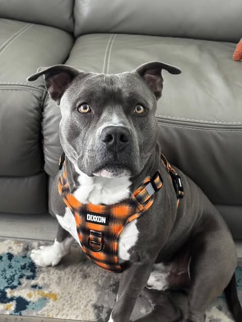 Dog Featured Image