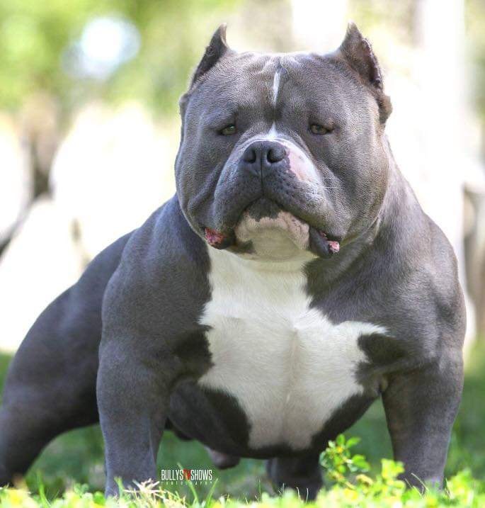 Dog Featured Image